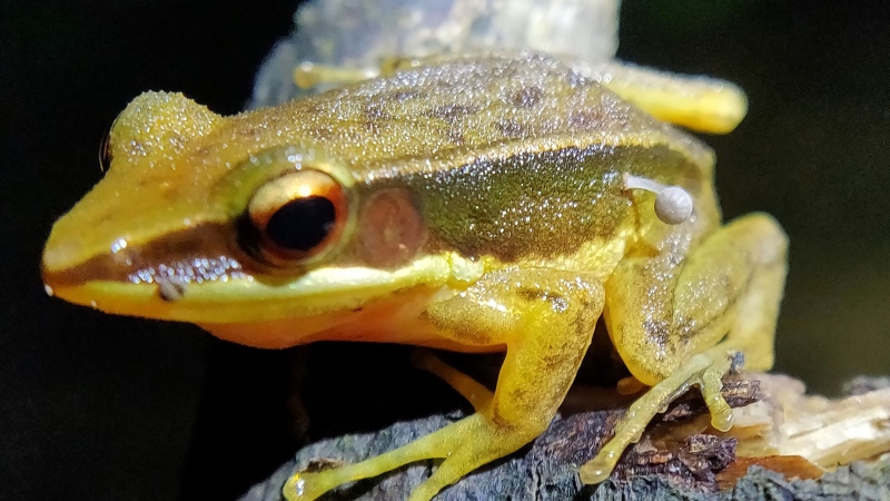 A frog with a tiny mushroom sprouting out of its flank was observed at a roadside pond in Karnataka, India, in a first-of-its-kind discovery. (Lohit Y T via CNN Newsource)