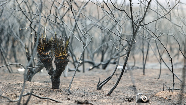 A burnt yucca plant stands off Highway 83 on Thursday, Feb. 29, 2024, in Canadian, Texas. (AP Photo/David Erickson)