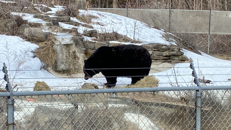 Genie the black bear emerged from hibernation at the Ecomuseum Zoo in Ste-Anne-de-Bellevue on Mar. 1, 2024. (Christine Long, CTV News)