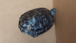 A turtle found inside a washroom at HSC on Feb, 23. 2024. (HSC Winnipeg/X)