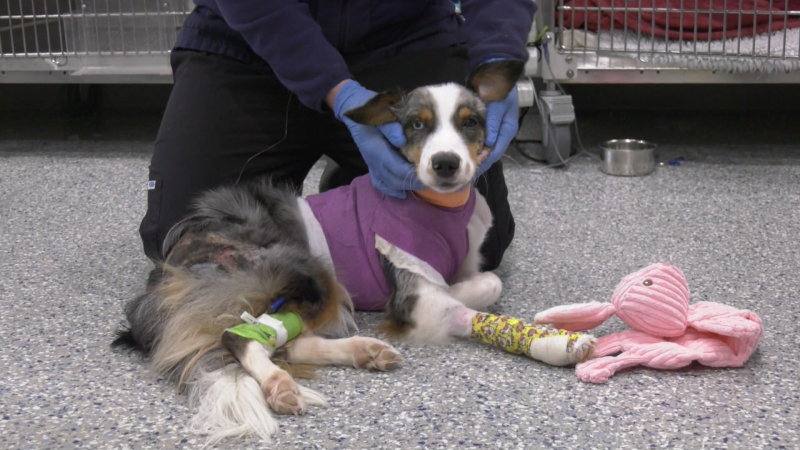 An Australian shepherd is recovering at a Saanich, B.C., veterinary hospital after suffering burns to one third of his body. 