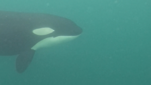A tourist had a very close encounter with an orca while free diving in East Sooke, B.C.
