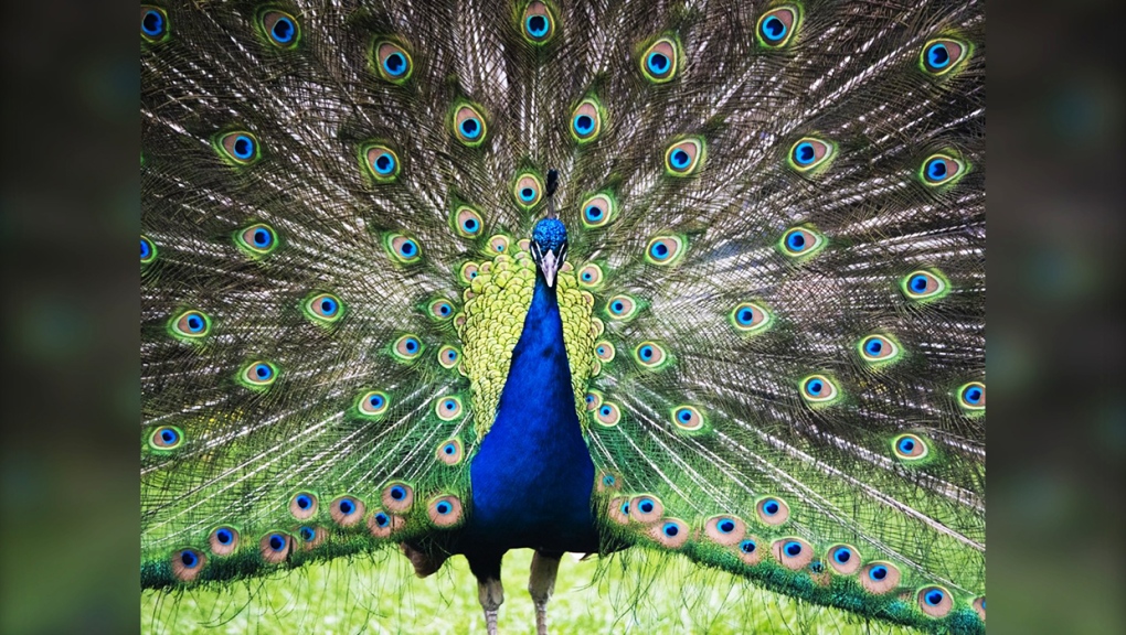 Norman the peacock