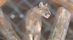 The Magnetic Hill Zoo in Moncton, N.B., opens for the 2024 season. (Alana Pickrell/CTV Atlantic)