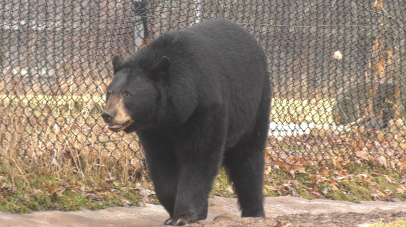 A black bear is pictured at Moncton’s Magnetic Zoo on March 3, 2024. (Alana Pickrell/CTV Atlantic)