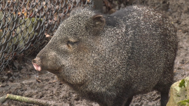 A warthog is pictured at Moncton’s Magnetic Zoo on March 3, 2024. (Alana Pickrell/CTV Atlantic)