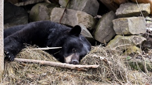 Genie, a thirteen year old American Black bear takes a nap at the Zoo Ecomuseum west of Montreal, Sunday, March 3, 2023. She came out of hibernation on March 1. THE CANADIAN PRESS/Graham Hughes