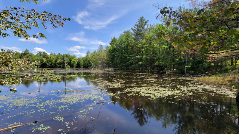 The Nature Conservancy of Canada (NCC) announced the addition of two new nature reserves -- Blue Lake and Hawkridge -- Sunday to celebrate World Wildlife Day. (NCC/ handout)