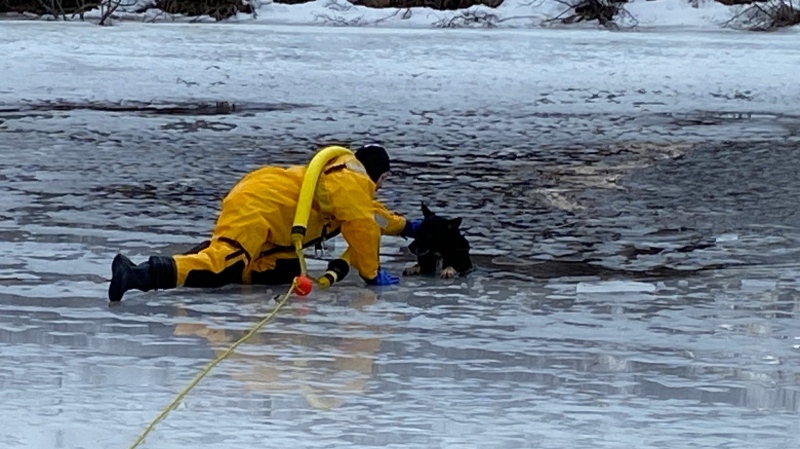 A dog is recued from ice by Rotary Park in Sydney, N.S., on March 3, 2024. (Source: Facebook/Cape Breton Regional Municipality)