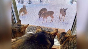 My fur babies love watching the deer that come to the yard in Gypsumville! Photo by Amanda Knowles.