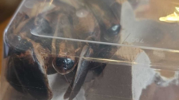 A container of cockroaches Christopher Lambe found in his mailbox in Toronto.
