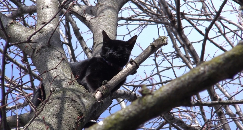 Ivy the cat is seen stuck atop a tree in London, Ont.'s Pond Mills neighbourhood on March 4, 2024. (Reta Ismail/CTV News London)