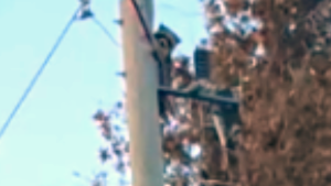 Raccoon stranded on hydro pole for two days rescue