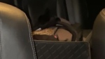 Rattlesnake found hiding in back of car