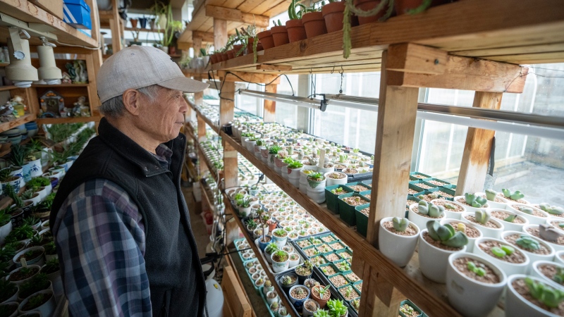 Hobbyist gardener, Johnny Tai looks at his succulents in Richmond, B.C. on March 3, 2024. This year, many of his plants have died due to poor weather conditions. THE CANADIAN PRESS/Ethan Cairns