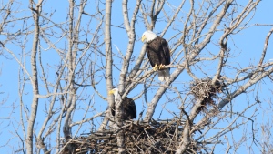 A pair of bald eagles is seen in Toronto at the site of newly-discovered nest in the city. (John Nishikawa/TRCA)