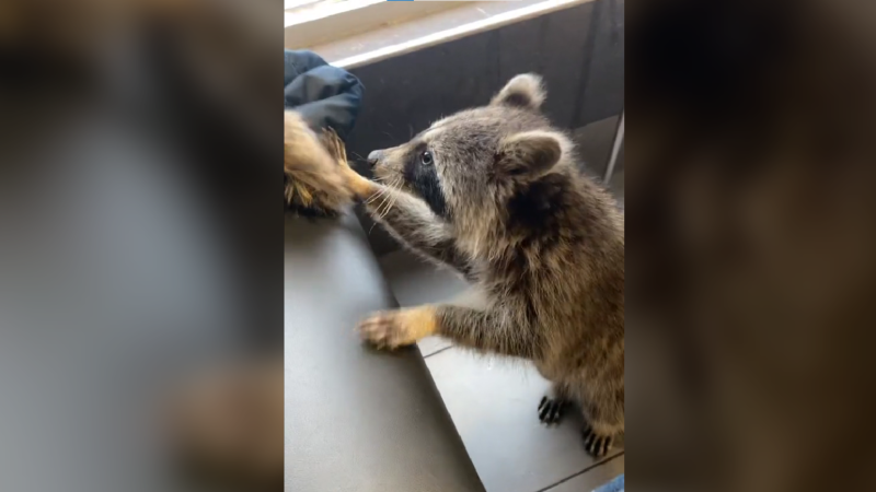 A screengrab of a raccoon seen milling about the McDonalds restaurant at Parkway Malls on March 10. (Amine Hadji/TikTok)