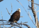 A bald eagle is perched in a tree in Manitoba. (Submitted photo: Jim Char)