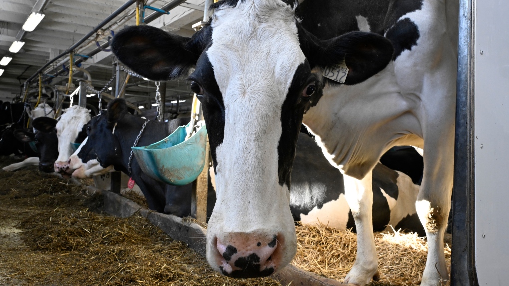 Cow in Quebec dairy farm