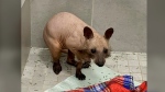A bald raccoon is pictured at Hope For Wildlife. (Mike Lamb/CTV Atlantic)