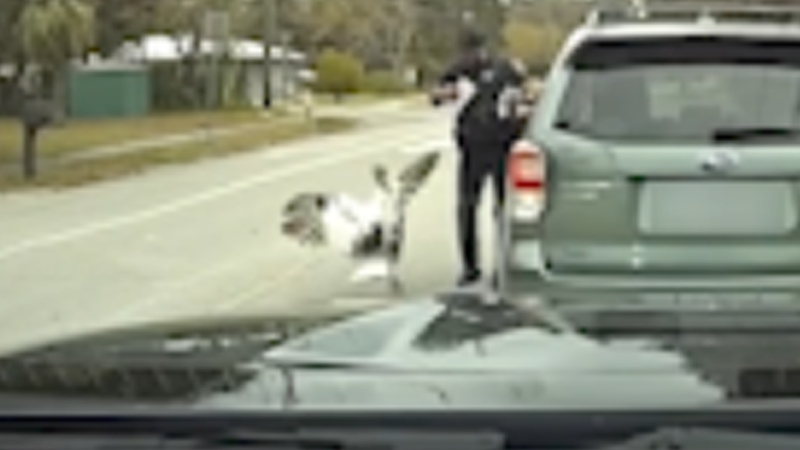 Cop harassed by turkey during traffic stop