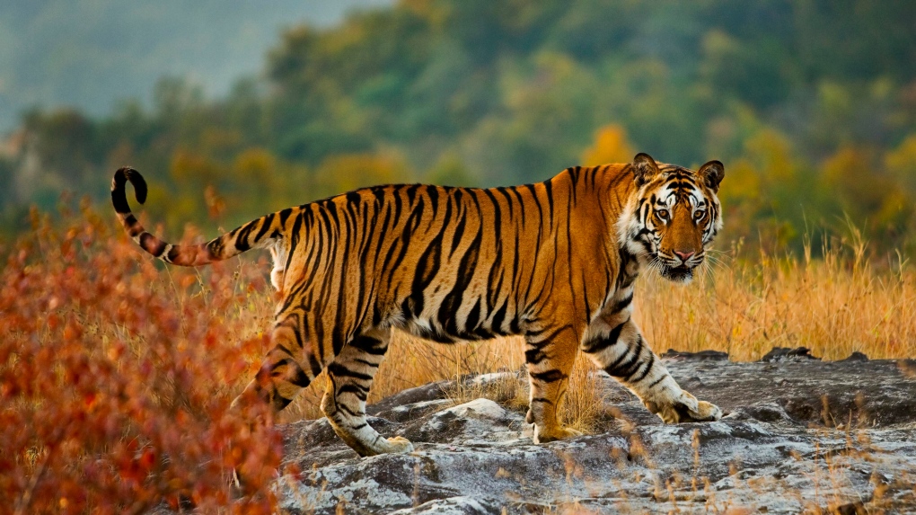 A tiger in Bandhavgarh National Park