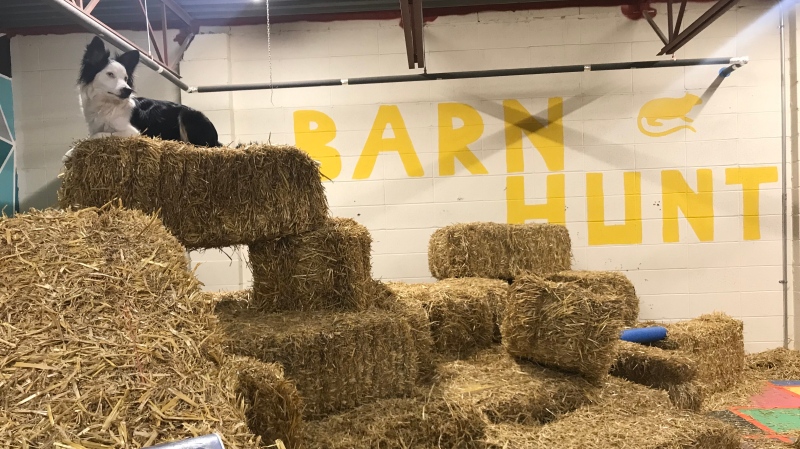 A dog sitting on hay bales during a barn hunt, a class offered at In Sync Dog Training facility, on March 14, 2024. (David Ewasuk/CTV News Edmonton)