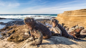 Tourists to the Galapagos Islands will be asked to pay twice as much in entry fees from this year amid concerns that a rise in visitor numbers is putting pressure on the ecologically sensitive destination. (Maridav/iStockphoto/Getty Images via CNN Newsource)