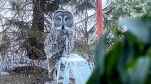 This Great Grey Owl must be easy hunting around our bird feeder. Photo by Tanya Ruff.