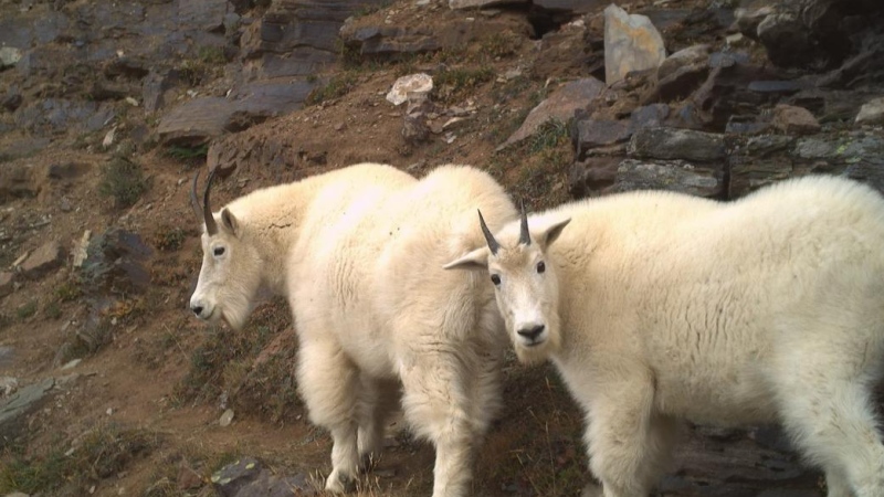 A pair of mountain goats caught on camera walking along a hiking trail near Lake Louise in Banff National Park are shown in a handout photo. THE CANADIAN PRESS/HO-Madeleine Wrazej, Parks Canada & UBC WildCo.