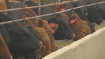 Labelling rules' impact on cattle industry