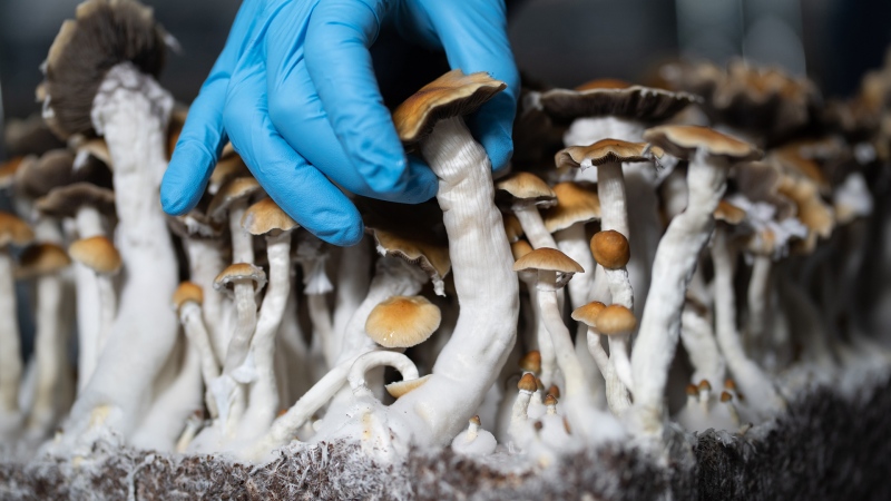 Filament Health will be providing the psilocybin products, which are naturally extracted from magic mushrooms, for the Calgary-based study. (Supplied)