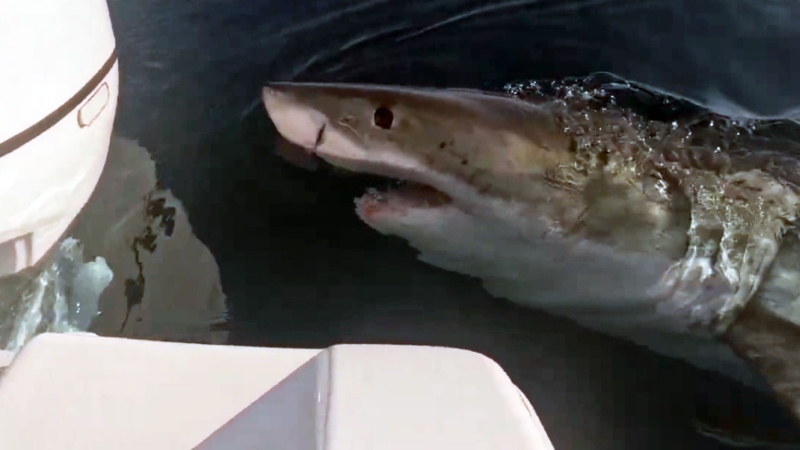 Shark and boaters get up close and personal