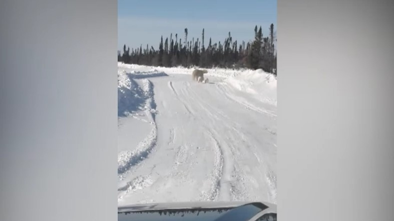 Polar bear mama and two cubs on Wapusk Trail about 48 km from Weenusk First Nation. March 18/24 (Clendon Patrick)