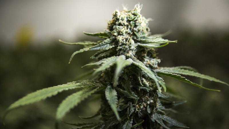 A group convened by the federal government to study the act that legalized cannabis is recommending the country review the excise taxes it charges pot companies. (Tara Walton/The Canadian Press)