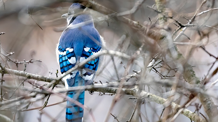 A CTV News Windsor viewer submitted photo of a blue jay from March 2024. (Source: Mike Brown) 