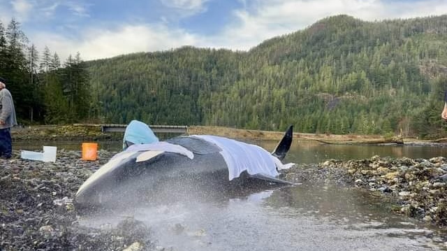 A mother orca that became stranded on a beach near Zeballos, B.C. is pictured. (Image credit: Simon John) 