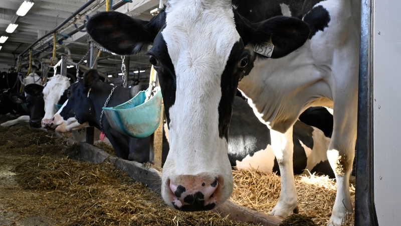 A cow in a dairy farm, Tuesday, January 23, 2024 in Saguenay Que. THE CANADIAN PRESS/Jacques Boissinot