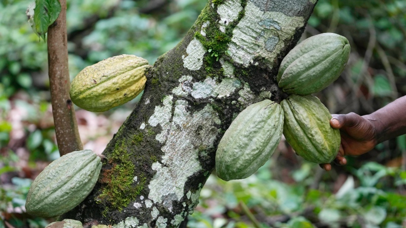 CTV National News: Cocoa prices surging globally 