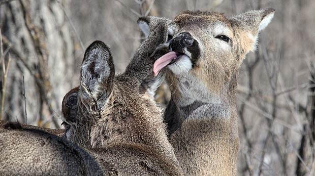 Doe carefully grooming what must be her fawn. Photo by Allan Robertson.