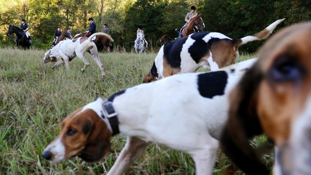 Two animal rights organizations have requested a review of a new Ontario law that expands a licensing regime that allows dogs to track down captive coyotes, foxes and rabbits in massive fenced-in pens. Riders and hunting dogs assemble for a hunt in Bridgewater, Conn. in an Oct.8, 2014 file photo.THE CANADIAN PRESS/AP/Jessica Hill
