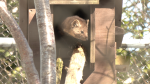 A Newfoundland marten – the only one living in captivity – emerges from her den at Salmonier Nature Park to assess forest sounds. The female is 15-years-old, and has lived in captivity in eastern Newfoundland for her whole life. (Garrett Barry, CTV)