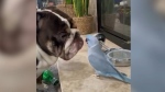 Bird kisses dog in adorable trending video