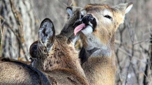 A doe carefully grooming what must be her fawn. Photo by Allan Robertson.