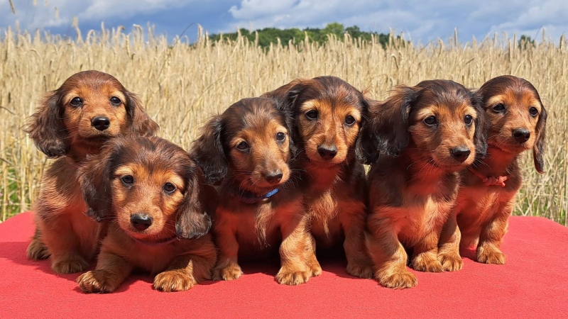 A new draft law looks to prohibit the breeding of dogs with 'skeletal anomalies,' such as dachshunds. (Courtesy Kerstin Schwartz via CNN Newsource)