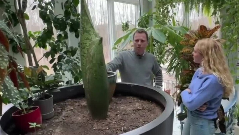 For over half their lives, twins Rainey and Evelyn Hauser have shared their dad's attention with a leafy sibling of sorts — an endangered tropical plant called an Amorphophallus Titanum. (WXYZ via CNN Newsource)