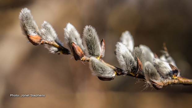 Signs of Spring, pussy willows are out! (Janet Stephens/CTV Viewer)