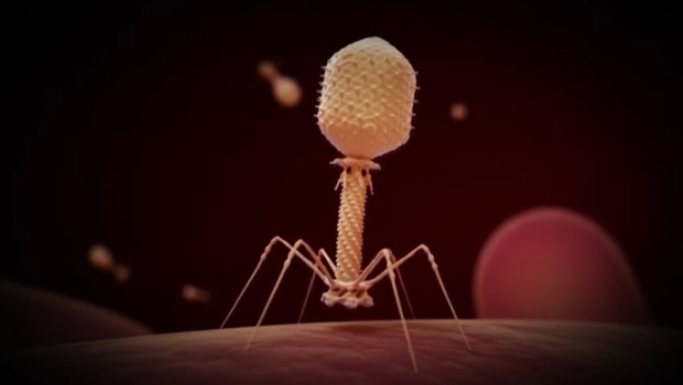 A bacterial phage is seen in a demonstration on how the new therapy works. (Cytophage Technologies)