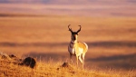 The Alberta Wilderness Association wants the province to pause a solar farm being built near Medicine Hat because they say its being built on an area that's an important international migratory corridor for pronhorn sheep.