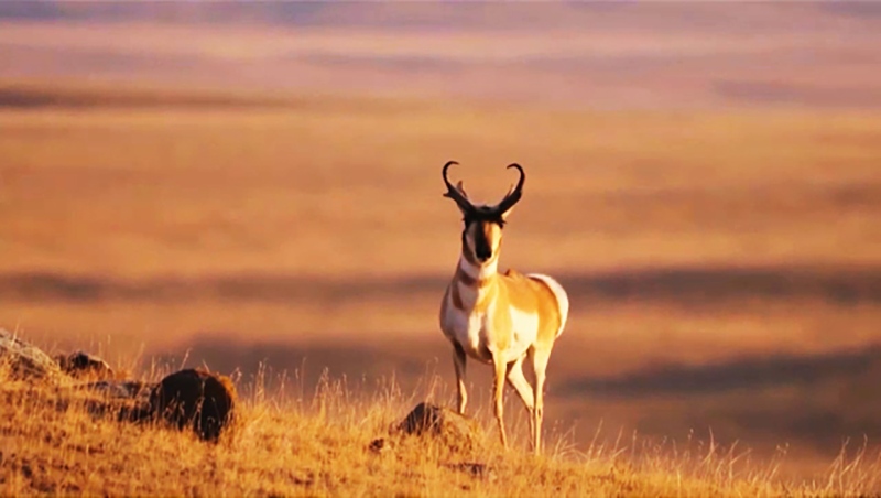 The Alberta Wilderness Association wants the province to pause a solar farm being built near Medicine Hat because they say its being built on an area that's an important international migratory corridor for pronghorn antelope.